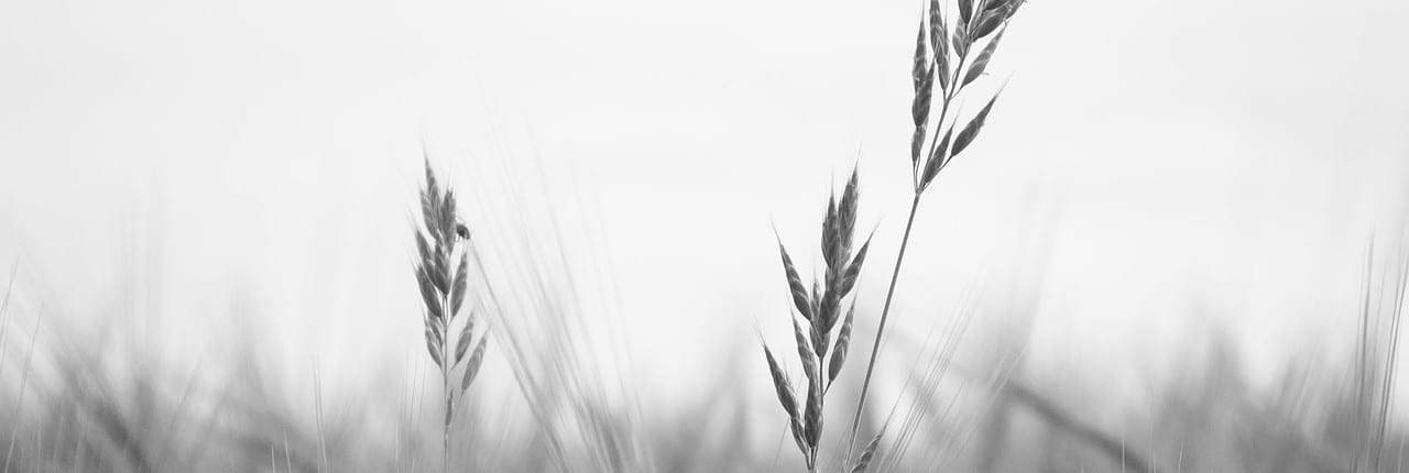 wheat-776783_1280 HR Support_Sariba