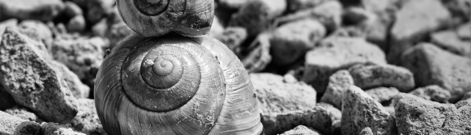 snails-700868_1920 SAP Tid_Sariba